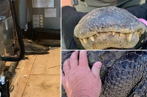 An inspector went into the attic of a Wilmington, North Carolina, home to see if the new development had any code violations. Instead, he found an 8-foot alligator lurking in the shadows.